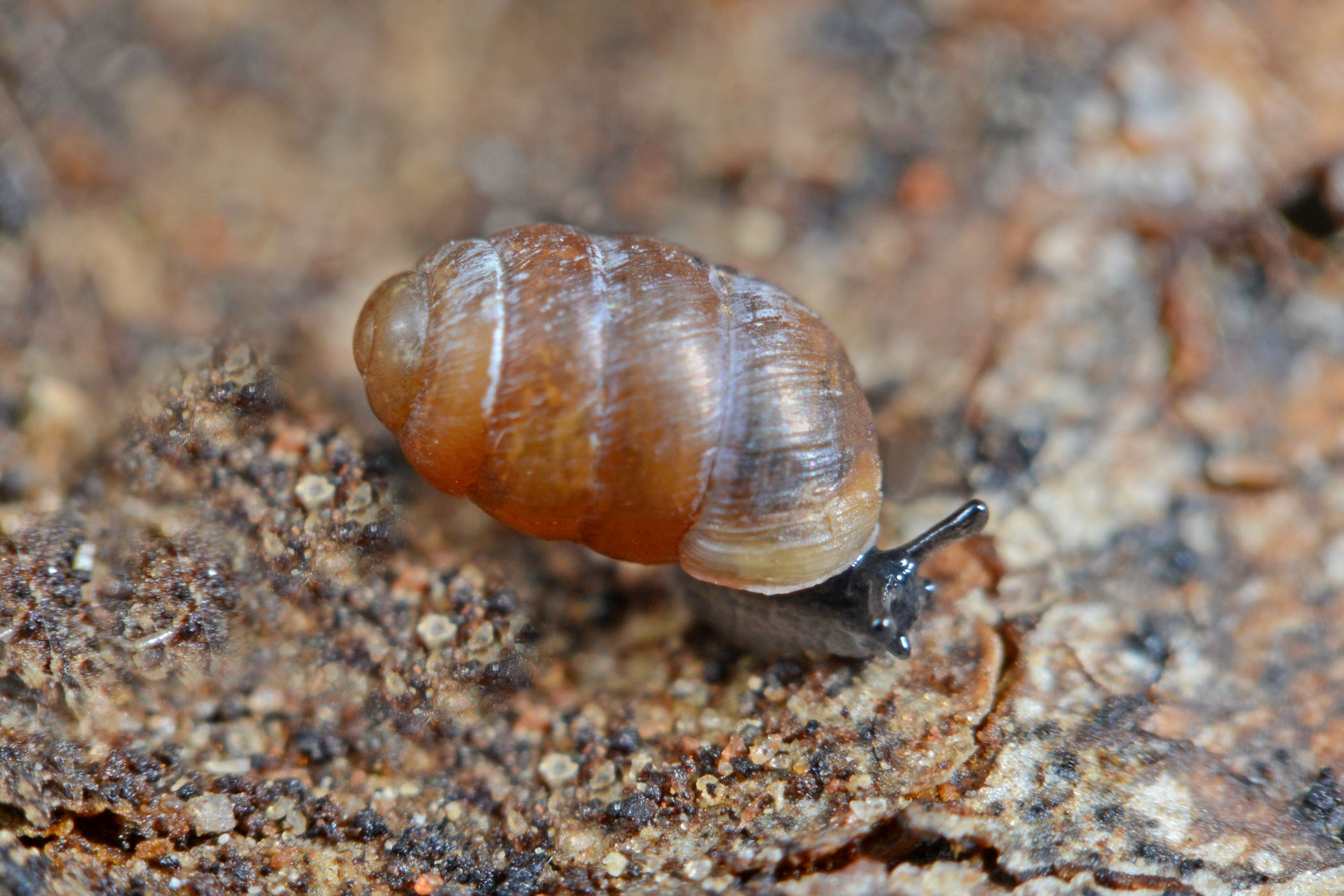 Pupilla muscorum