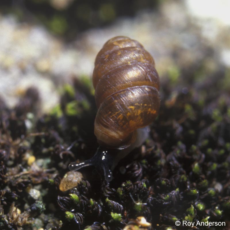 Pupilla muscorum