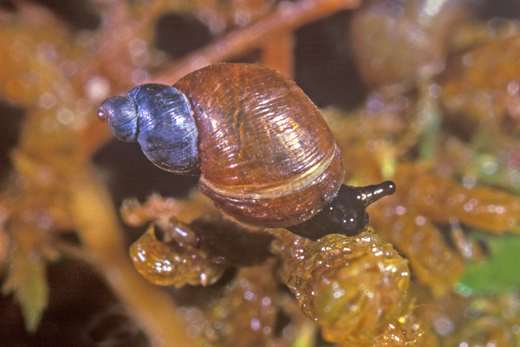 Quickella arenaria