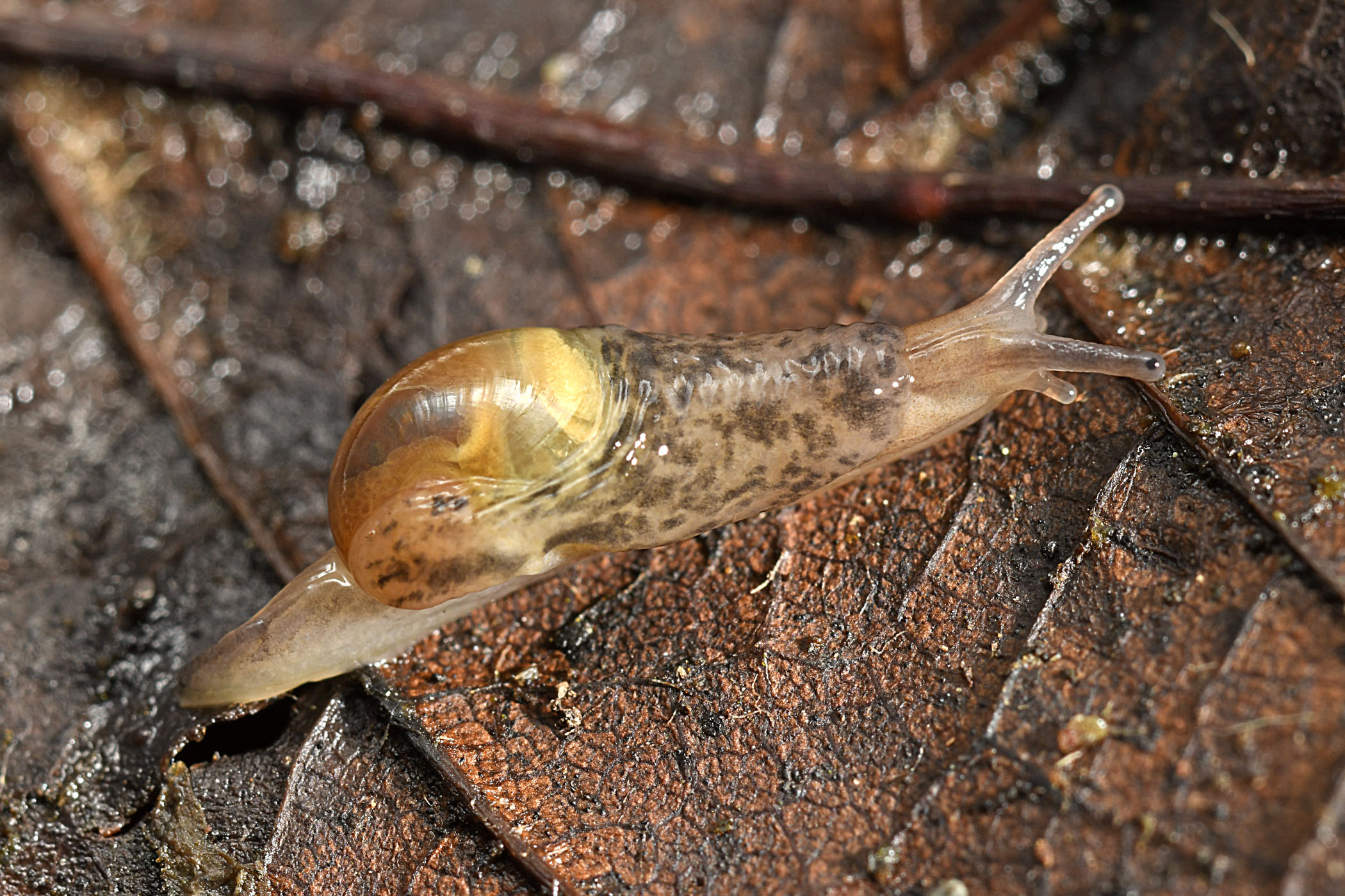 Semilimax pyrenaicus