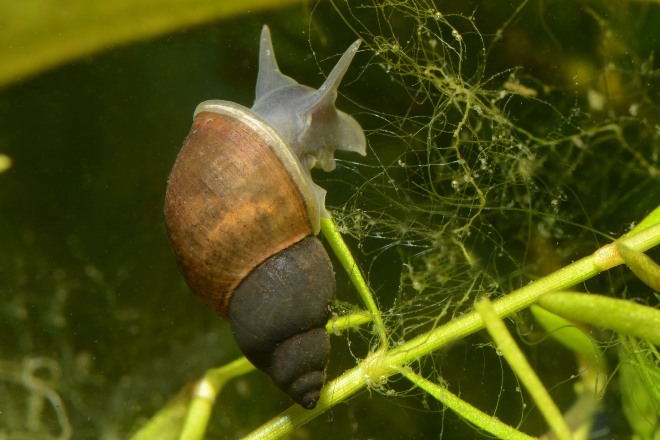 Stagnicola fuscus