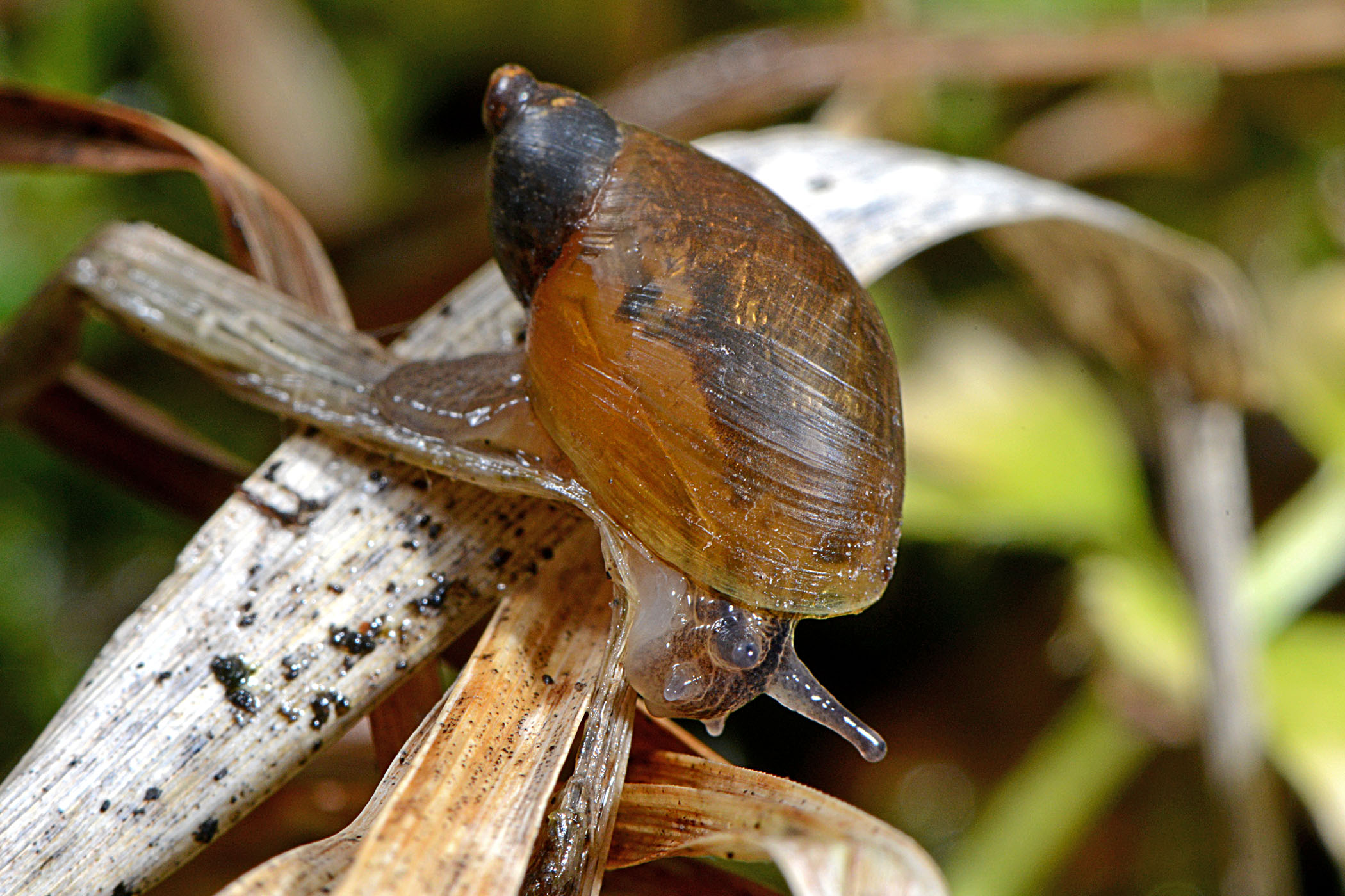 Succinea putris