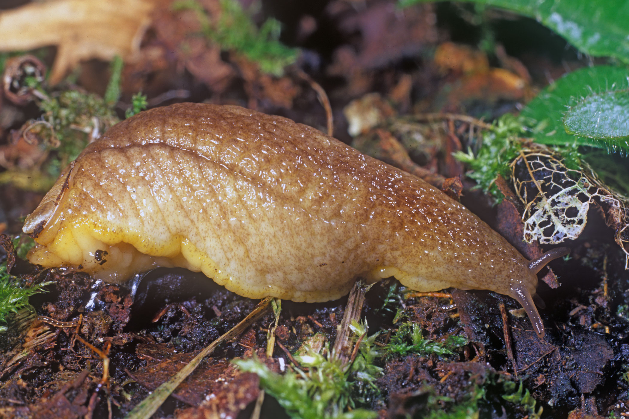 Testacella haliotidea