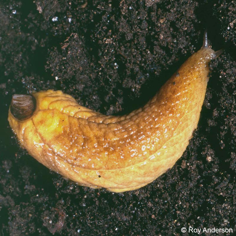 Testacella haliotidea