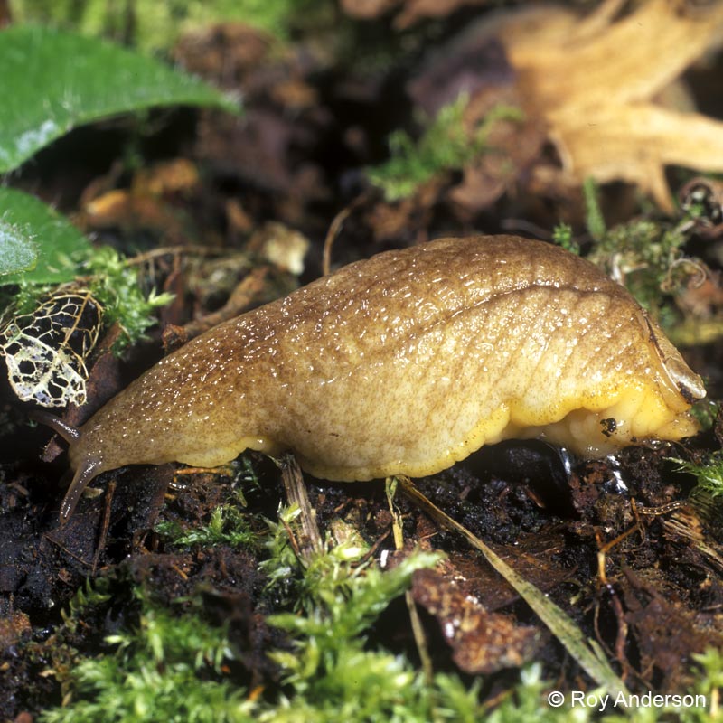 Testacella haliotidea