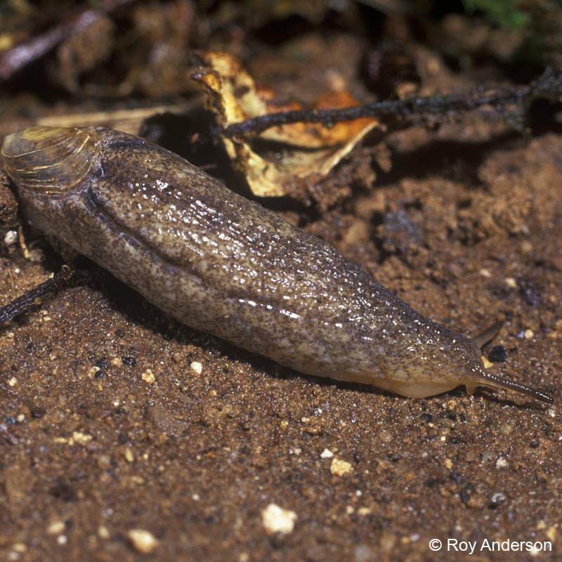 Testacella maugei