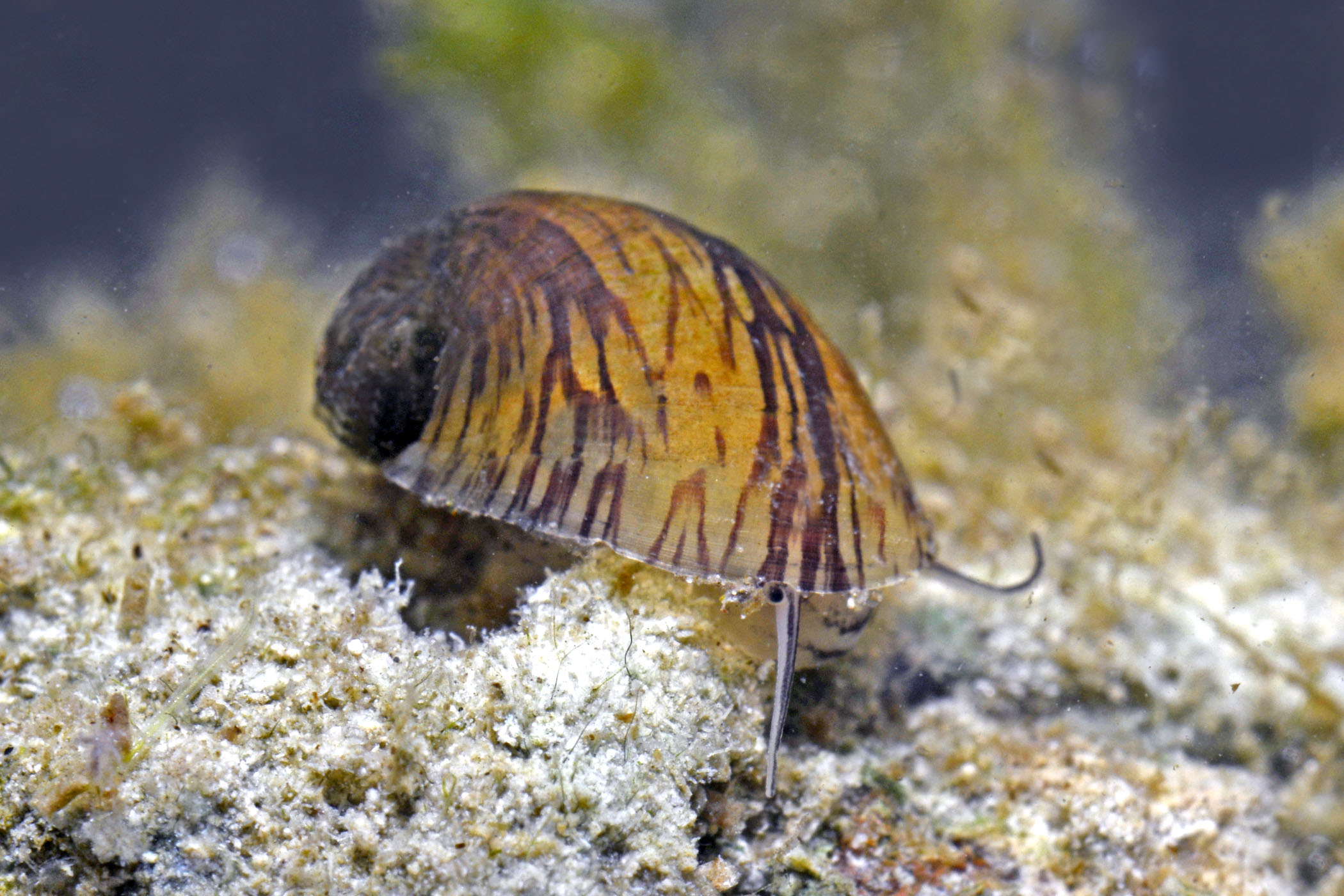 Theodoxus fluviatilis