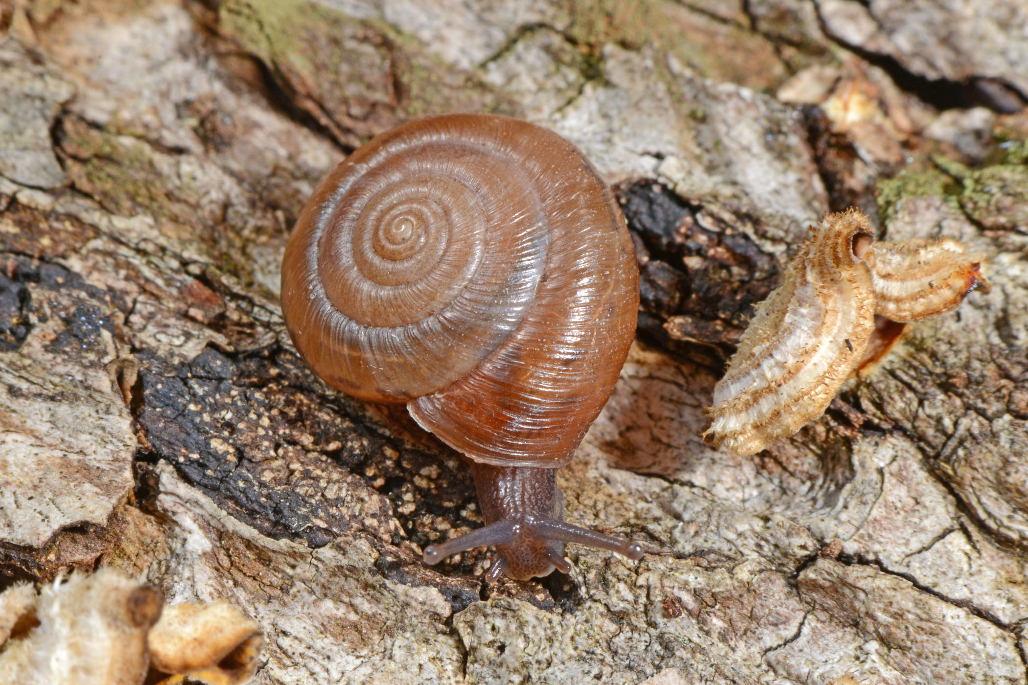 Trochulus striolatus