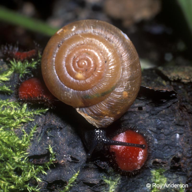 Trochulus striolatus