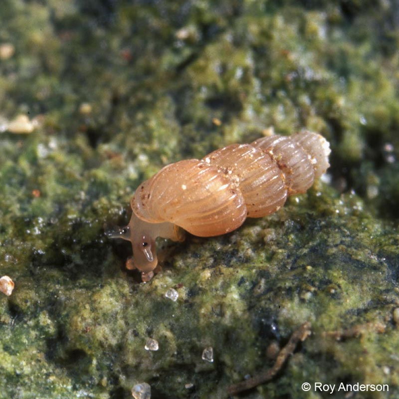 Truncatella subcylindrica