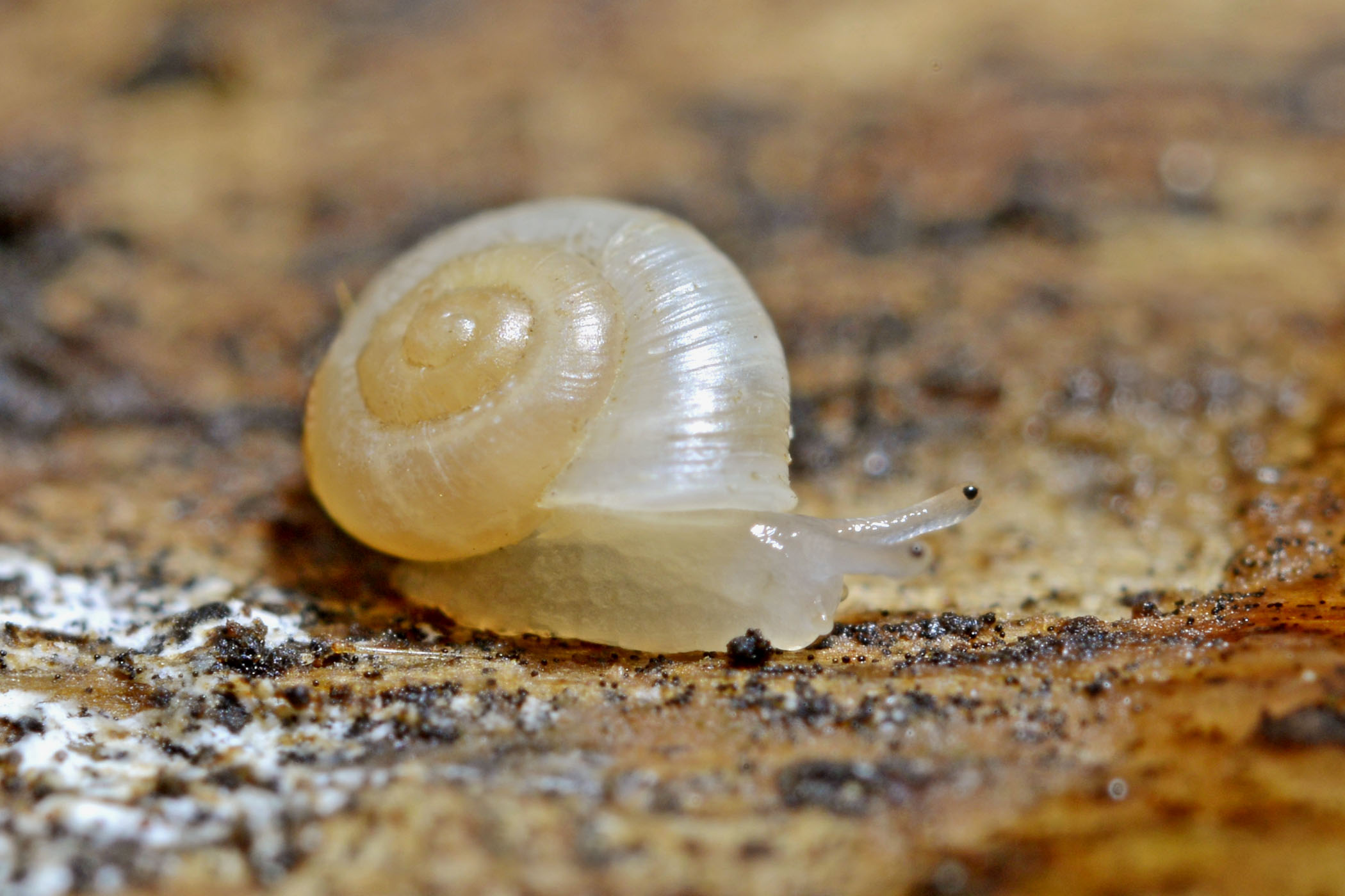 Vallonia pulchella