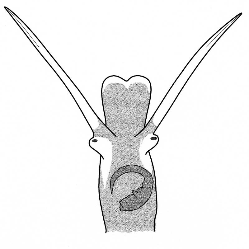 Ecrobia ventrosa