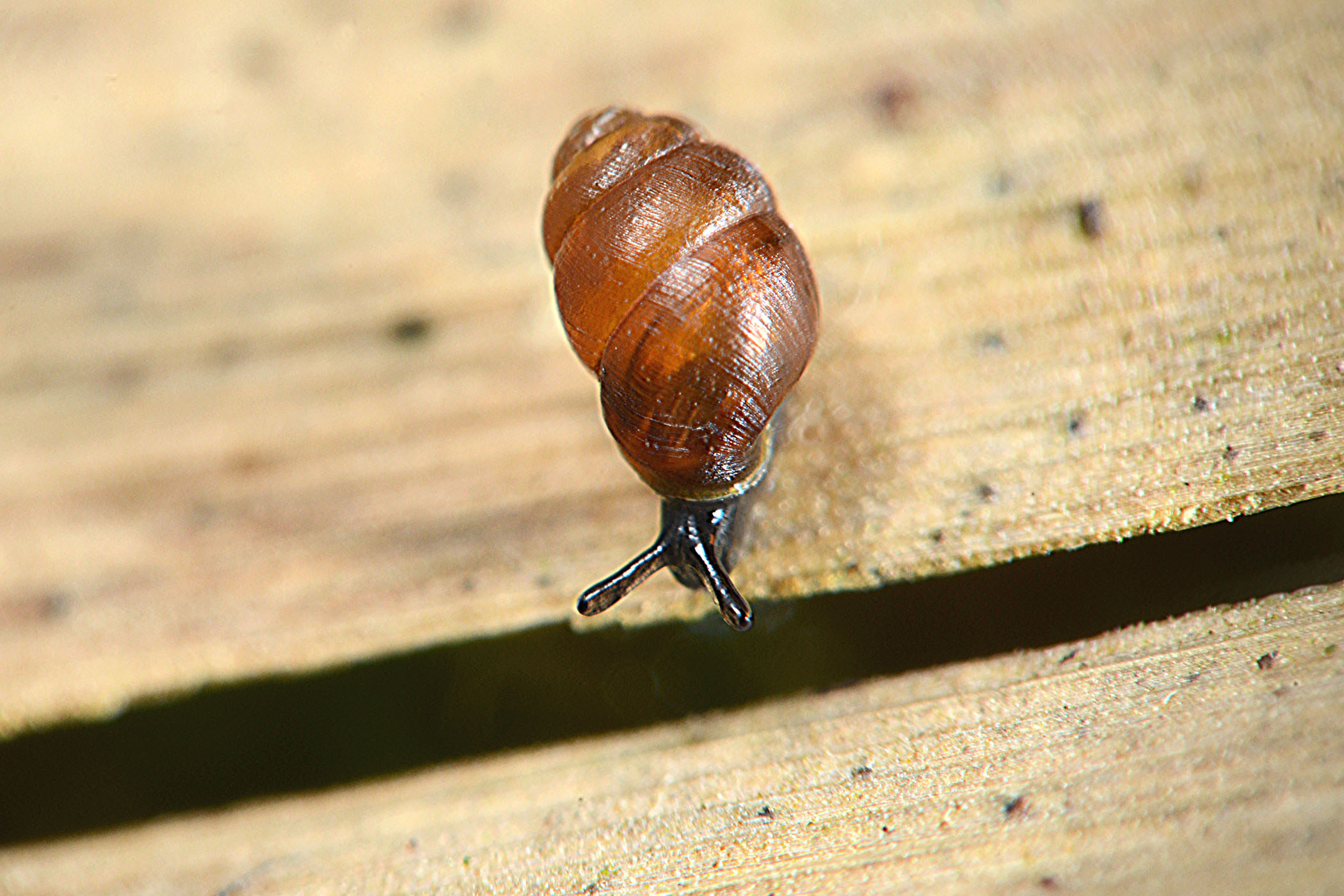 Vertigo pygmaea