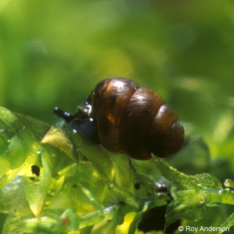 Vertigo pygmaea