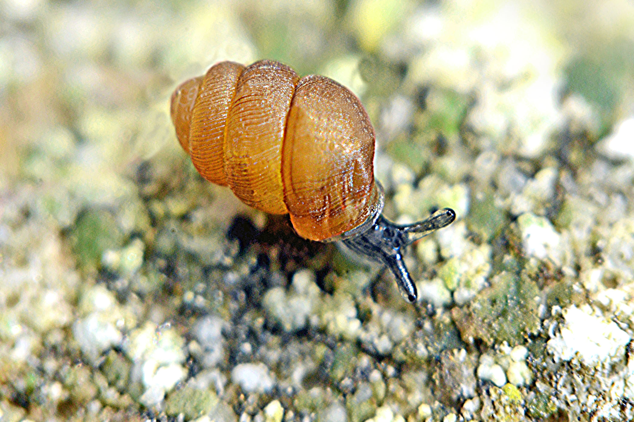 Vertigo substriata