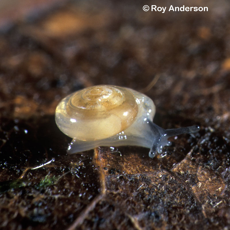 Vitrea crystallina