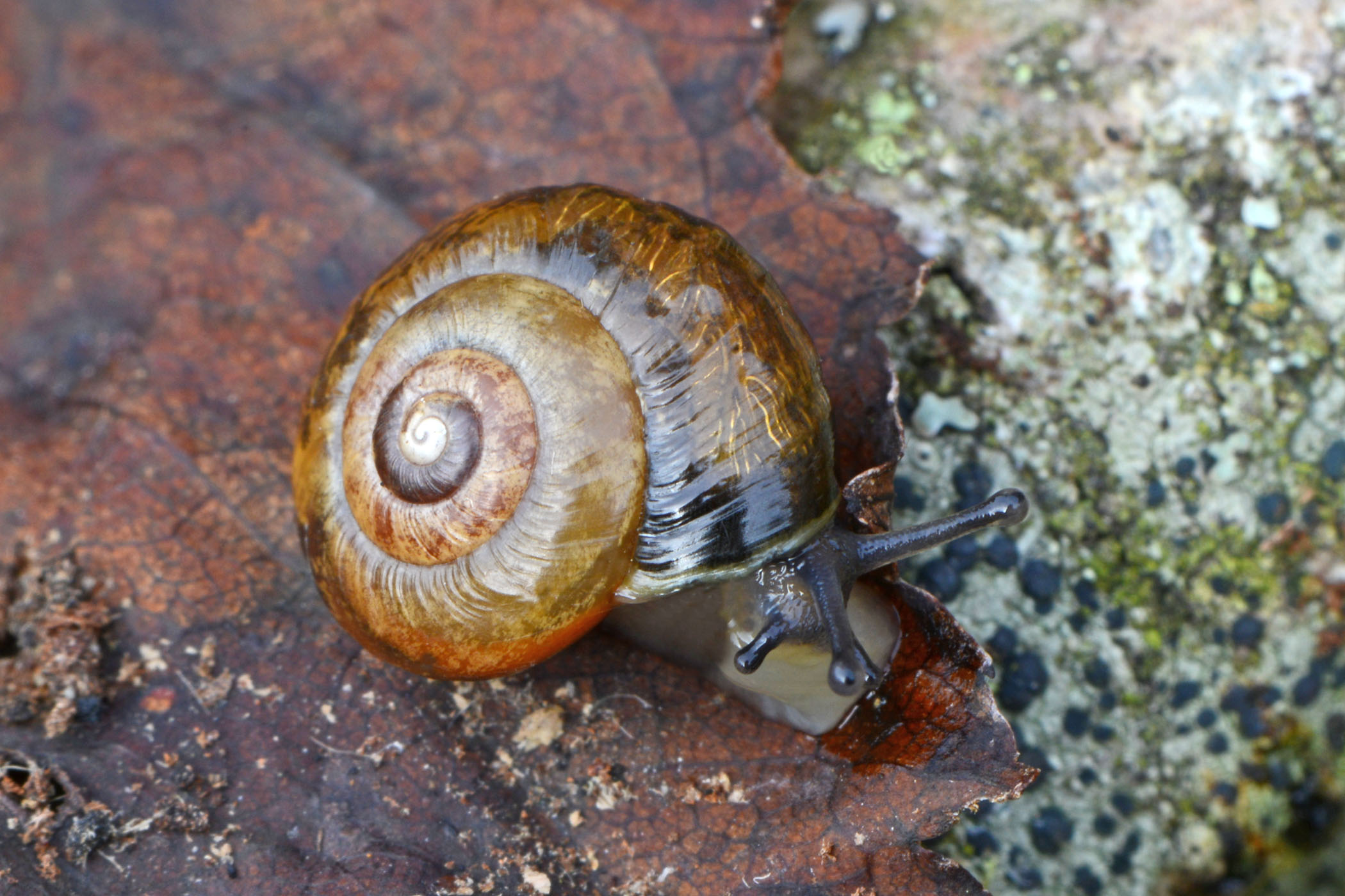 Zenobiellina subrufescens