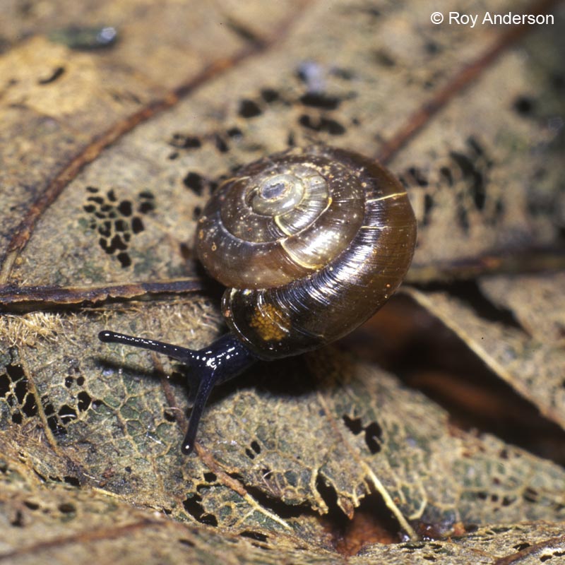 Zonitoides excavatus