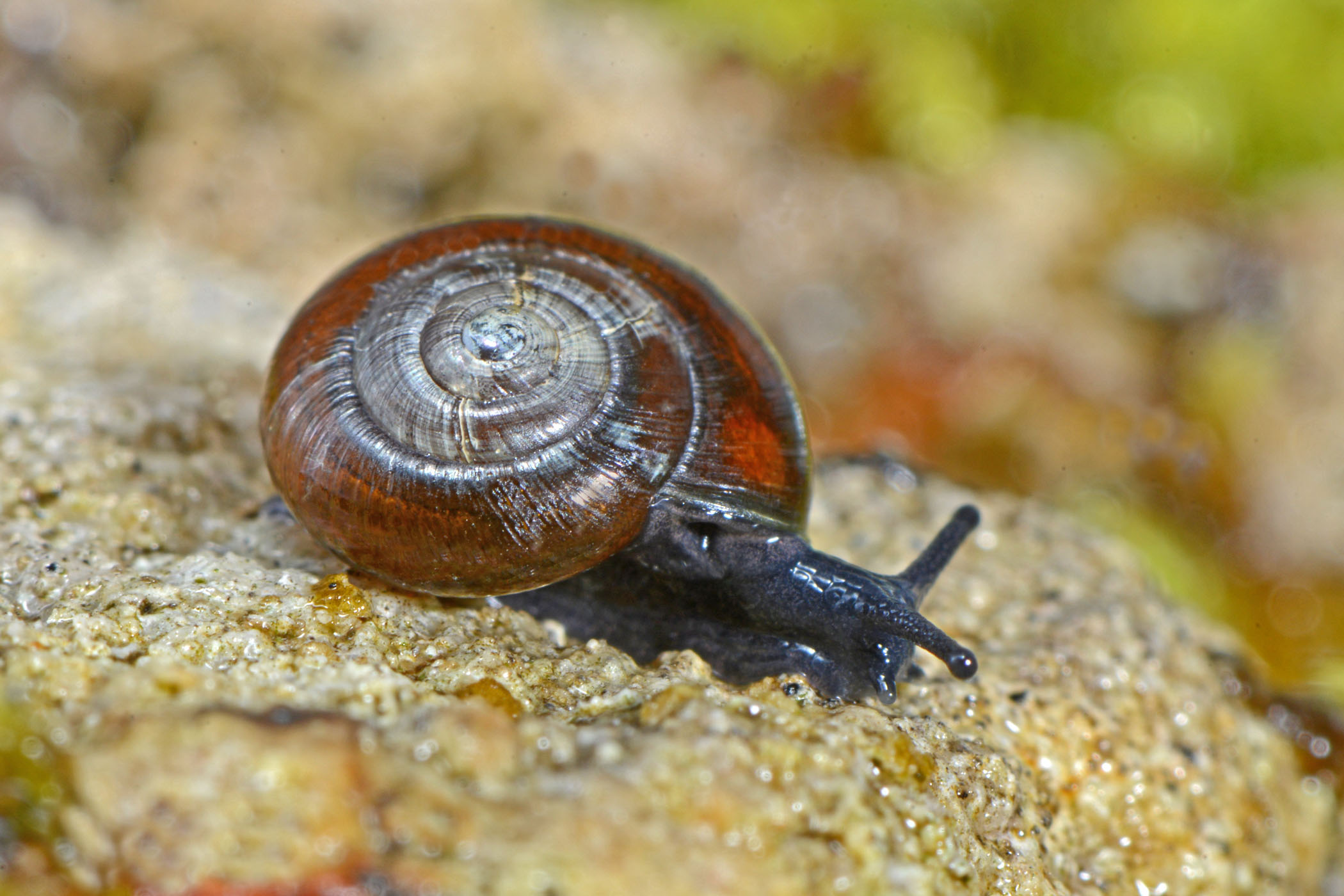 Zonitoides nitidus