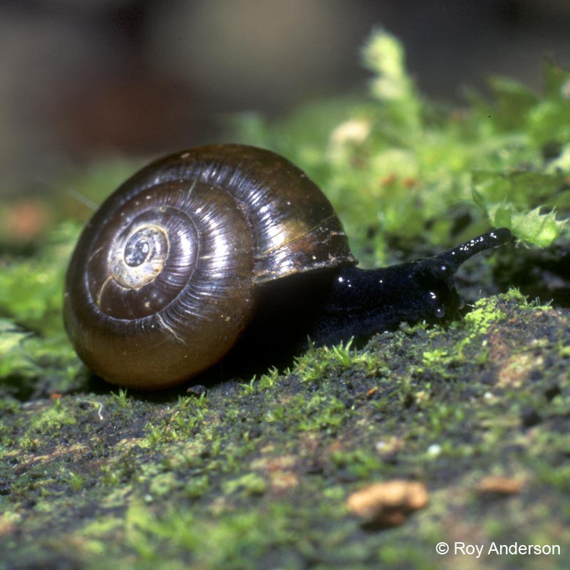 Zonitoides nitidus