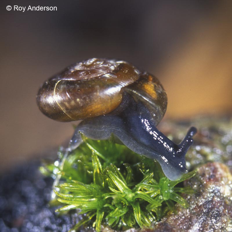 Zonitoides nitidus