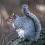 Grey Squirrel, copyright Tom Ennis