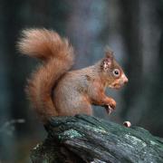 Red Squirrel, copyright Tom Ennis