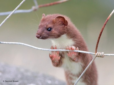 Stoat picture 1