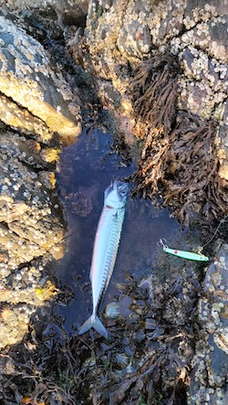Atlantic mackerel (Scomber scombrus), Belfast Lough © R. Wilson