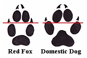 footprint comparison