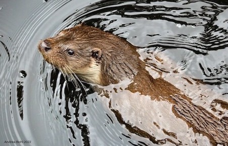 otter 2