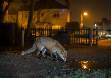 Fox picture