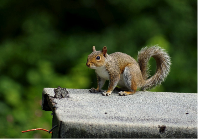 Grey Squirrel © Gillian Day